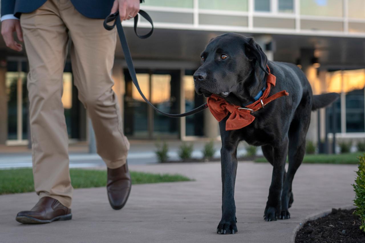 Hotel Peppers Silo Launceston Exterior foto A service dog